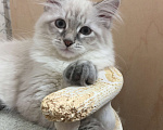 Кошки в Санкт-Петербурге: Невский маскарадный котёнок Мальчик, 45 000 руб. - фото 2