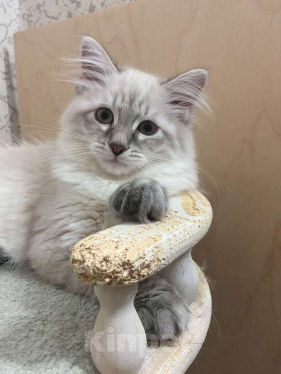 Кошки в Санкт-Петербурге: Невский маскарадный котёнок Мальчик, 45 000 руб. - фото 2