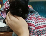 Кошки в Казани: Котенок в добрые руки Мальчик, Бесплатно - фото 3