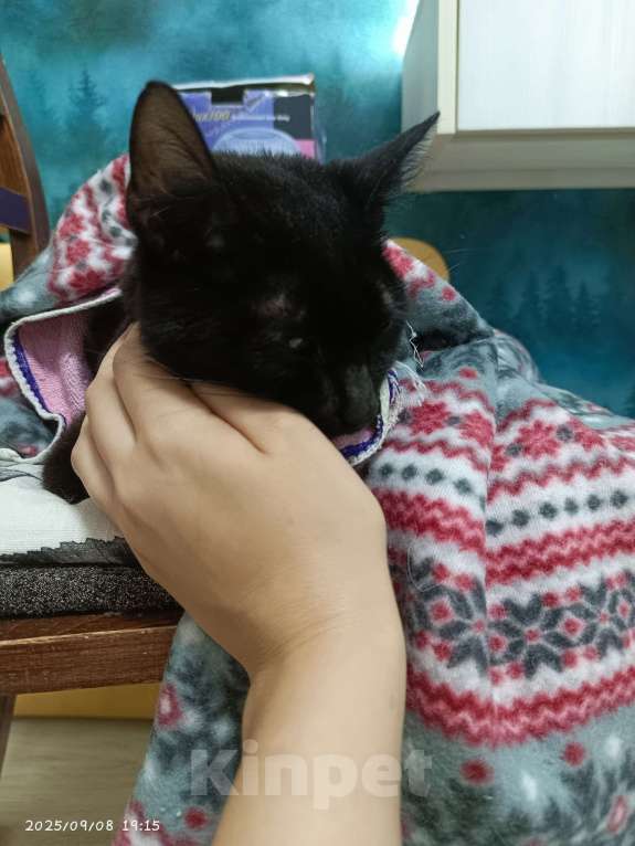 Кошки в Казани: Котенок в добрые руки Мальчик, Бесплатно - фото 3