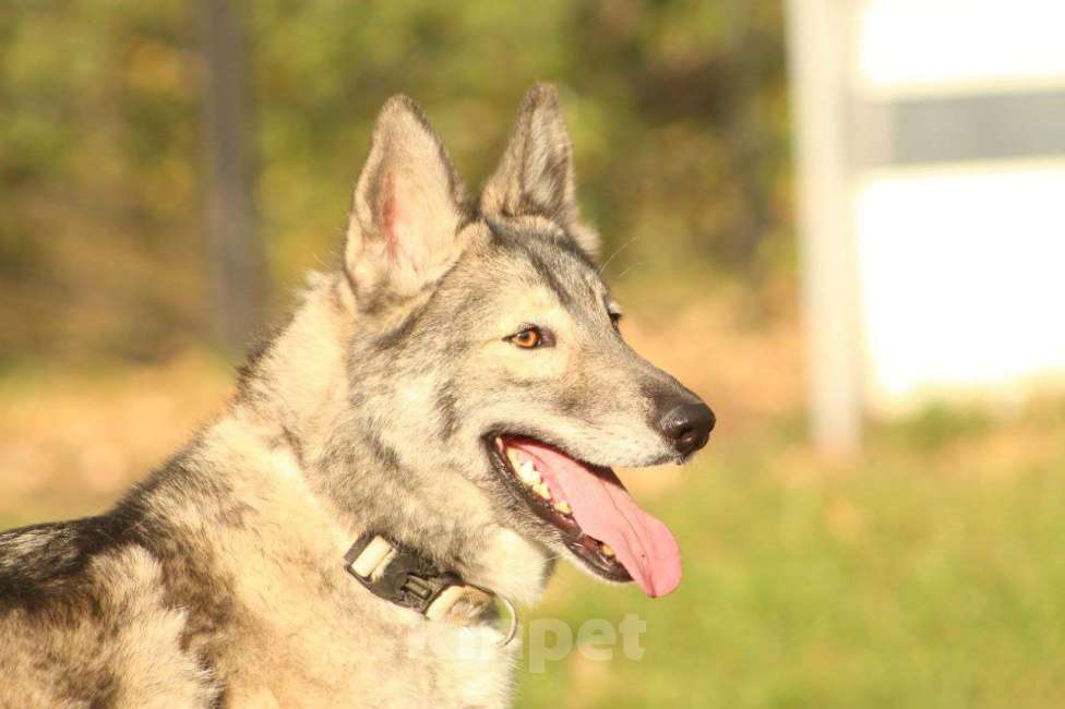 Собаки в Москве: Милая Майя ищет дом Девочка, Бесплатно - фото 4