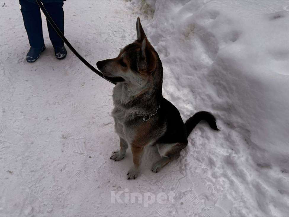 Собаки в Москве: Джокер в добрые руки Мальчик, Бесплатно - фото 3