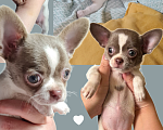 Собаки в Ростове-на-Дону: Щенки чихуахуа. Здоровье, генетика, приучены к пеленке 🐾 Разнополые, 25 000 руб. - фото 3