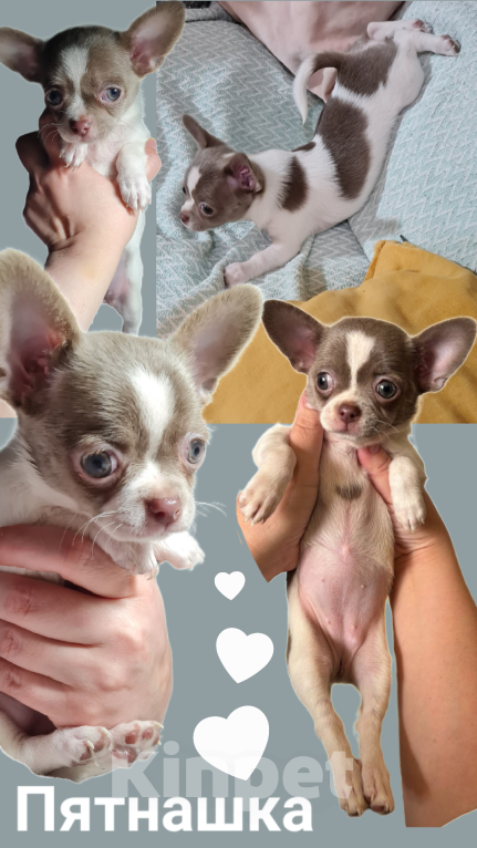 Собаки в Ростове-на-Дону: Щенки чихуахуа. Здоровье, генетика, приучены к пеленке 🐾 Разнополые, 25 000 руб. - фото 3