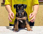 Собаки в Краснодаре: Щенок стандартного бультерьера (РКФ/FCI) Девочка, Бесплатно - фото 1