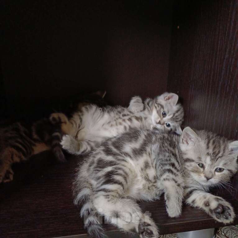 Кошки в Волгограде: Шотландские вислоухие котята Разнополые, Бесплатно - фото 8