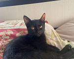 Кошки в Нижнем Новгороде: Котёнок в добрые руки Девочка, Бесплатно - фото 3