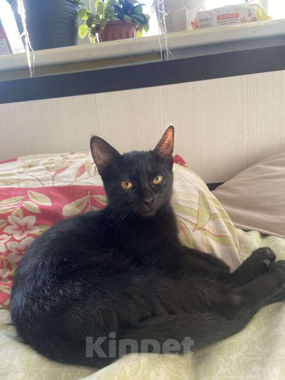 Кошки в Нижнем Новгороде: Котёнок в добрые руки Девочка, Бесплатно - фото 3