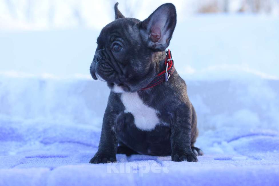 Собаки в Москве: Тигровая француженка Девочка, 40 000 руб. - фото 2