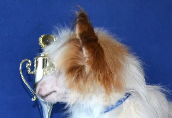 Собаки в Москве: Щенок китайской хохлатой собаки Мальчик, 20 000 руб. - фото 3