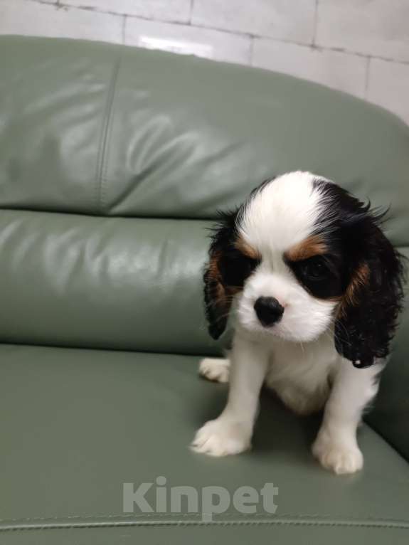 Собаки в Екатеринбурге: Продаю щенка  Мальчик, 100 000 руб. - фото 8