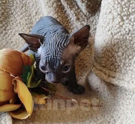 Кошки в Москве: Невероятная малышка канадского сфинкса Девочка, 35 000 руб. - фото 1