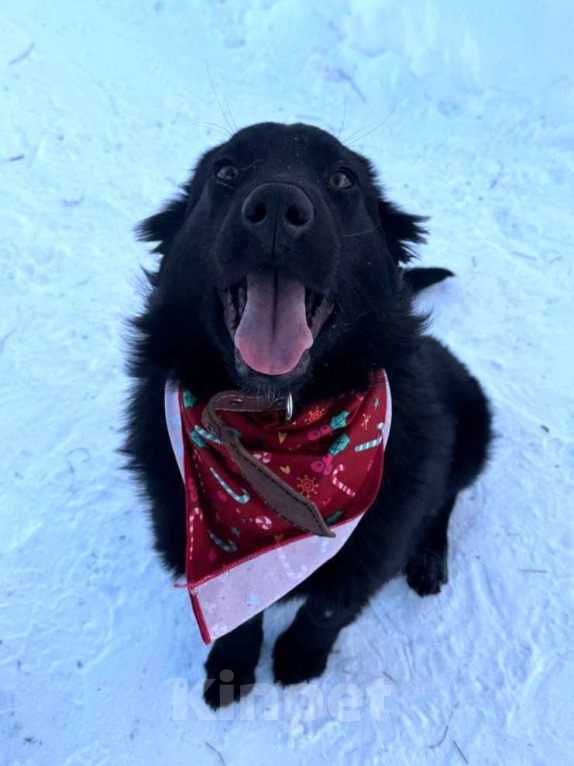 Собаки в Москве: Ваш личный Сириус Блэк Мальчик, Бесплатно - фото 2