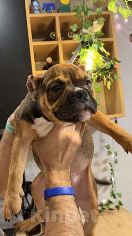 Собаки в Кирове: Американские булли Разнополые, 100 000 руб. - фото 2