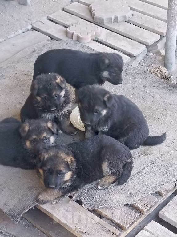 Собаки в других городах Крыма: Щенки немецкой овчарки Девочка, Бесплатно - фото 2