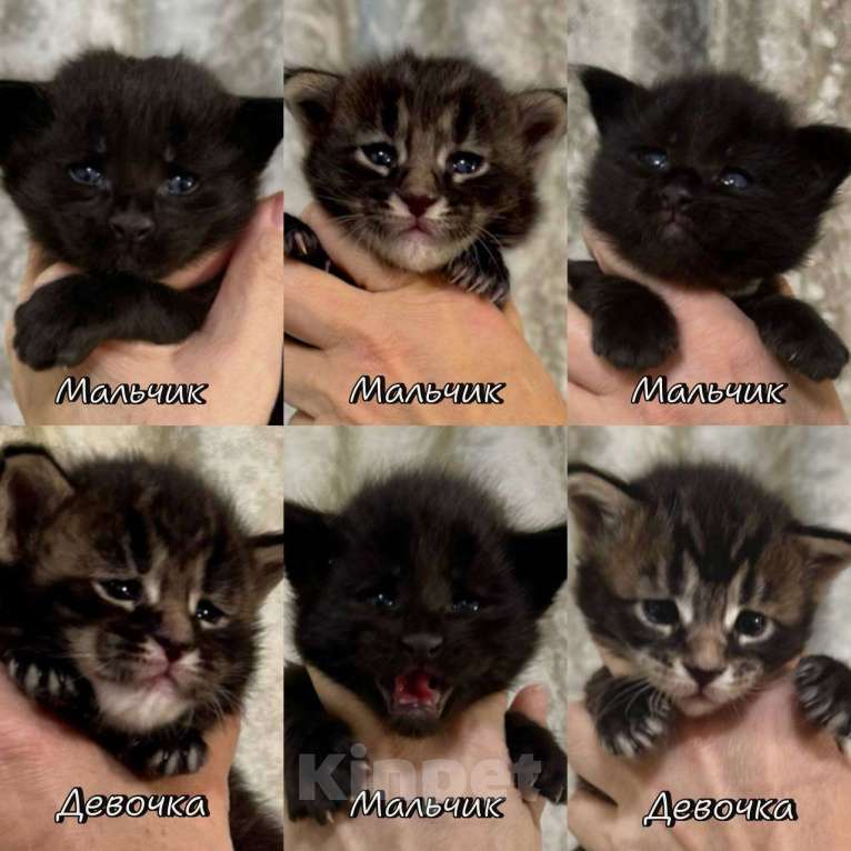 Кошки в Челябинске: Котята Мальчик, Бесплатно - фото 1