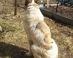 Собаки в Санкт-Петербурге: Пес породы Алабай срочно ищет дом Мальчик, 10 руб. - фото 3