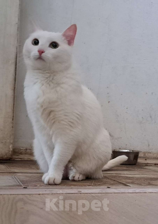 Кошки в Москве: Белоснежная Вита мечтает о доме Девочка, Бесплатно - фото 2