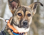 Собаки в Москве: Машутка ищет дом Девочка, Бесплатно - фото 6