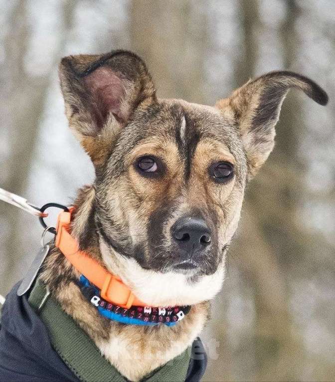 Собаки в Москве: Машутка ищет дом Девочка, Бесплатно - фото 6