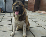 Собаки в Нижнем Тагиле: Вязка Американская Акита, 33 руб. - фото 6