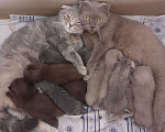 Кошки в Кстово: Кот вязка, 1 000 руб. - фото 3