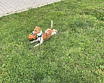 Собаки в Москве: Парсон-Рассел-Терьер Вязка, Бесплатно - фото 2