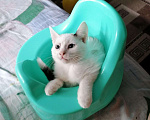 Кошки в Пензе: Кошечка, 64 руб. - фото 2