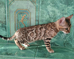 Кошки в Новопавловске: Чистопородный бенгальский котик, 27 000 руб. - фото 5