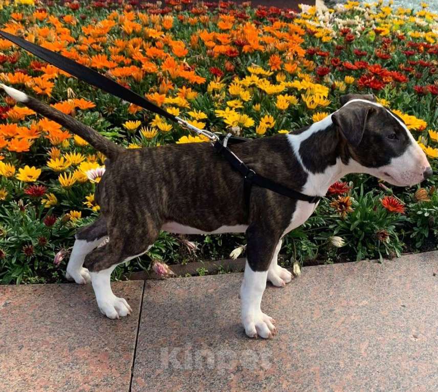 Собаки в Москве: бультерьер стандартный Девочка, 80 000 руб. - фото 2