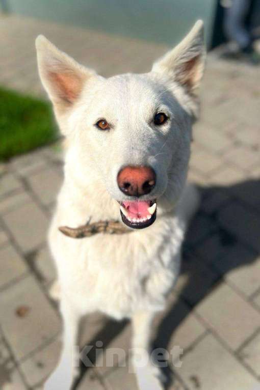 Собаки в Москве: собака Вита ищет дом Девочка, Бесплатно - фото 1