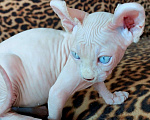 Кошки в Улане-Удэ: Голубоглазый блондинчик Мальчик, 50 000 руб. - фото 4
