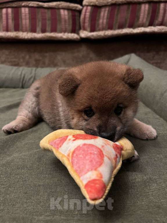 Собаки в Твери: Сиба ину заводчик Мальчик, Бесплатно - фото 4