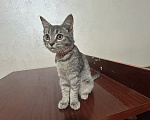 Кошки в Нальчике: В добрые руки Девочка, Бесплатно - фото 1