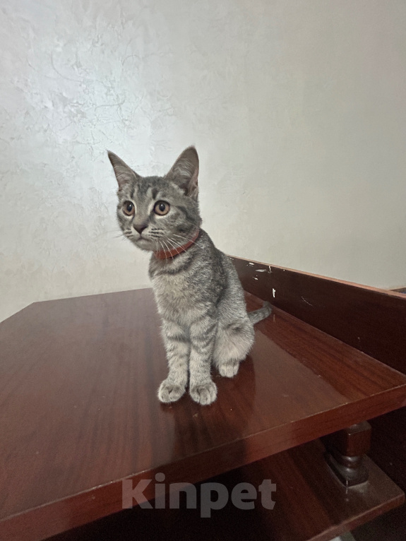 Кошки в Нальчике: В добрые руки Девочка, Бесплатно - фото 1