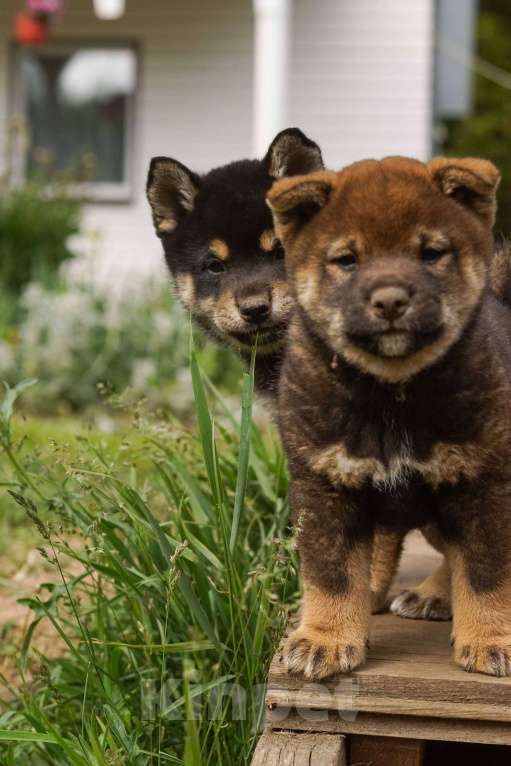 Собаки в Москве: Шикарные щенки Сиба ину Девочка, 50 000 руб. - фото 3