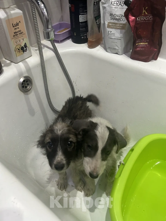 Собаки в Москве: Щенки ищут дом! Девочка, Бесплатно - фото 4