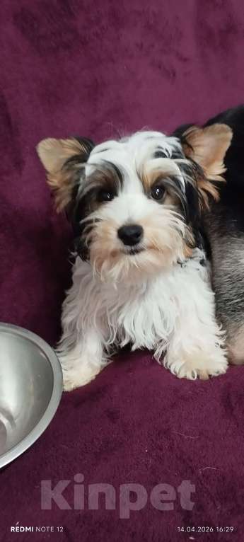 Собаки в Воронеже: MAKne Девочка, 40 000 руб. - фото 3