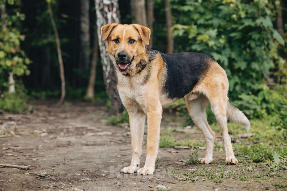 Собаки в других городах Московской области: Брюс Мальчик, Бесплатно - фото 4