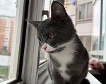 Кошки в Москве: Котенок Маркус ищет дом Мальчик, Бесплатно - фото 6