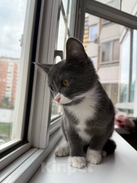Кошки в Москве: Котенок Маркус ищет дом Мальчик, Бесплатно - фото 6