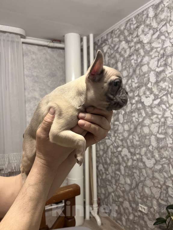 Собаки в Белокурихе: Щенок французского бульдога, девочка  Девочка, Бесплатно - фото 3