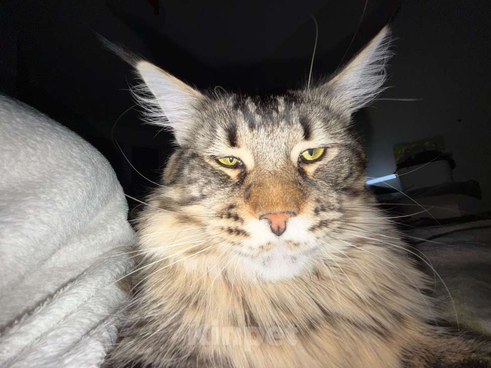 Кошки в Санкт-Петербурге: Котёнок Мейн-кун Мальчик, Бесплатно - фото 6
