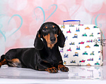 Собаки в Королеве: Потрясающий миниатюрный красавчик  .  Мальчик, 65 000 руб. - фото 1