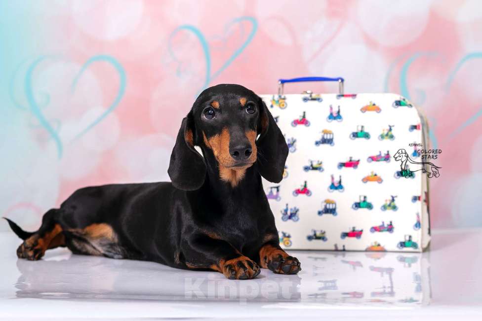 Собаки в Королеве: Потрясающий миниатюрный красавчик  .  Мальчик, 65 000 руб. - фото 1