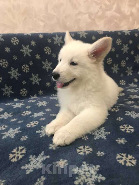 Собаки в Симферополе: Продам щенков белой швейцарской овчарки Девочка, 35 000 руб. - фото 3