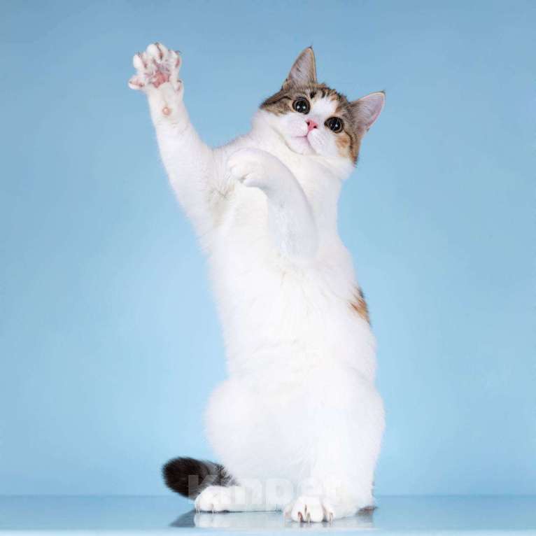 Кошки в Москве: Для котёнка-подростка Ники ищем самые добрые руки.  Девочка, Бесплатно - фото 3