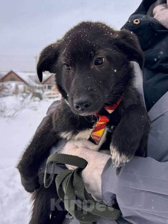 Собаки в Уфе: Щенок Мальчик, 300 руб. - фото 7