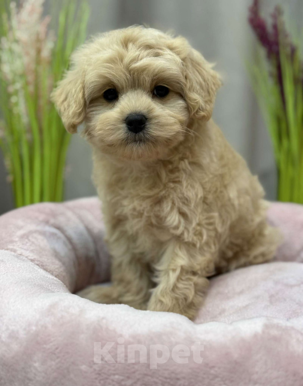 Собаки в Москве: Toby Мальчик, Бесплатно - фото 7