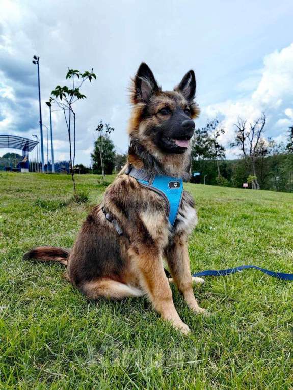 Собаки в Москве: Метис бордер-колли. Щенок-подросток Тошка Мальчик, Бесплатно - фото 3